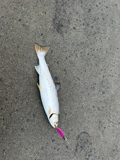 アメマスの釣果