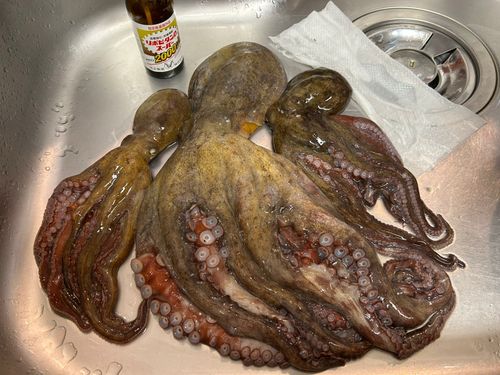 タコの釣果