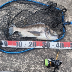 チヌの釣果