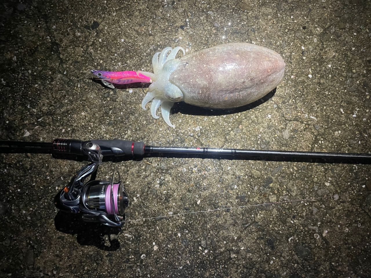 DAIWA 21エメラルダス ストイスト RT IL 81Mの最安値・インプレ・釣果