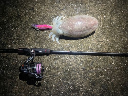 コウイカの釣果