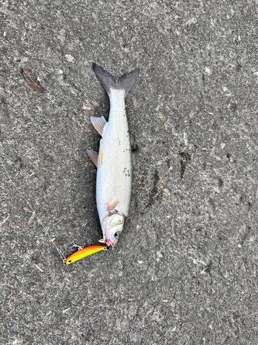 ウグイの釣果
