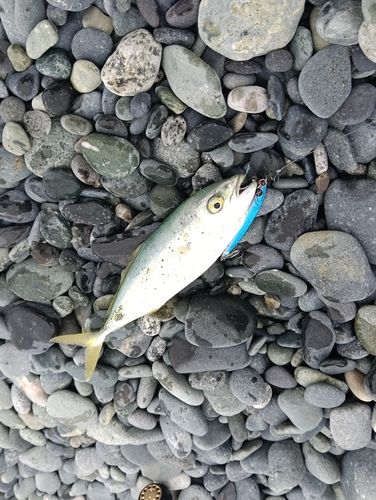 ワカシの釣果