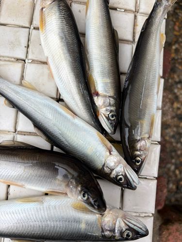 アユの釣果