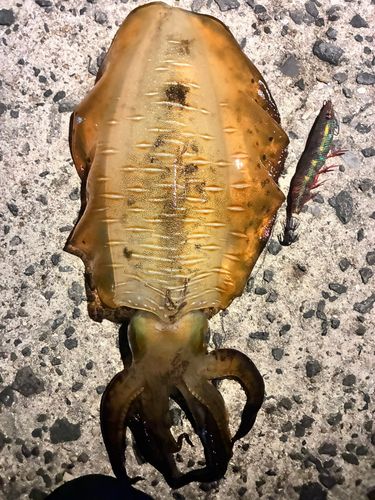 アオリイカの釣果