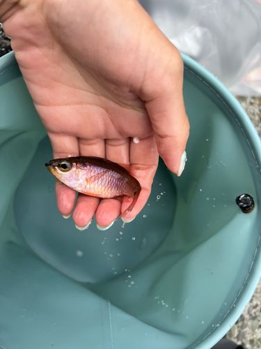 ネンブツダイの釣果