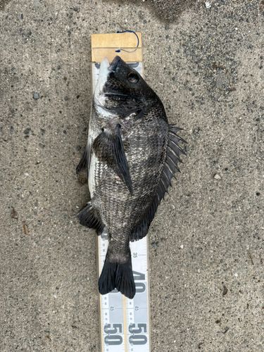 チヌの釣果