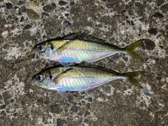 アジの釣果