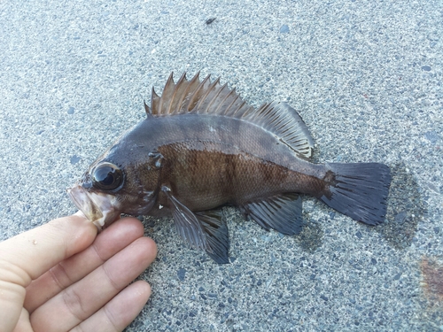 メバルの釣果