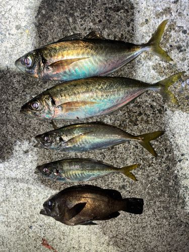 アジの釣果