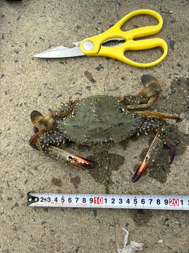 ワタリガニの釣果
