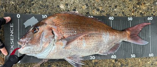 マダイの釣果