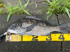 チヌの釣果