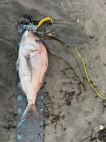 タイの釣果