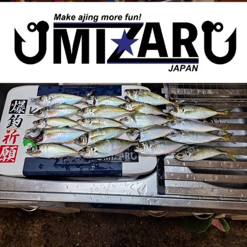 アジの釣果