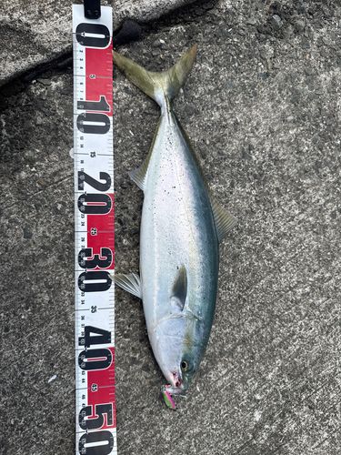 ハマチの釣果