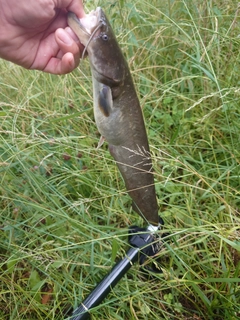 マナマズの釣果