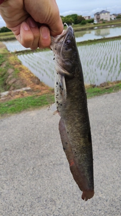 ナマズの釣果