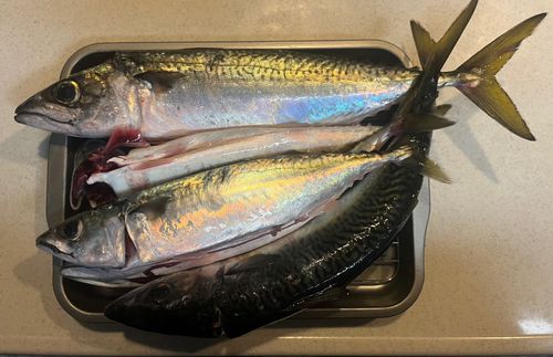 サバの釣果