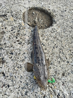 コチの釣果