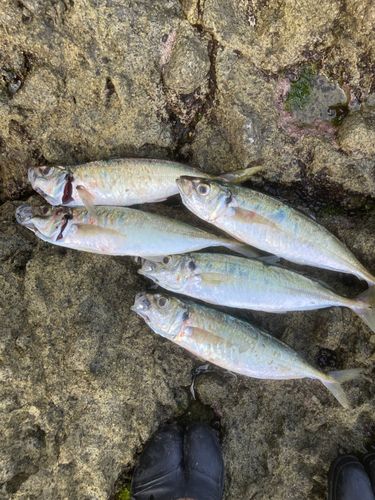 マルアジの釣果