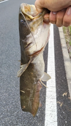 ナマズの釣果