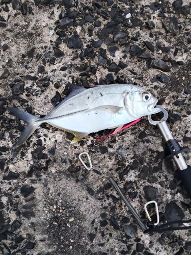 メッキの釣果