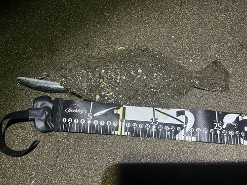 ソゲの釣果