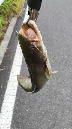 ナマズの釣果
