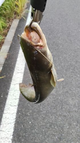 ナマズの釣果