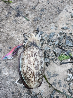 モンゴウイカの釣果