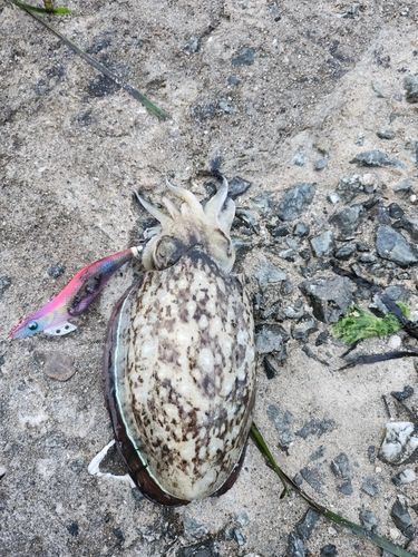 モンゴウイカの釣果