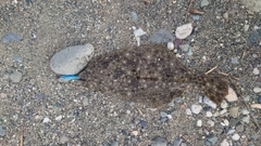 ソゲの釣果