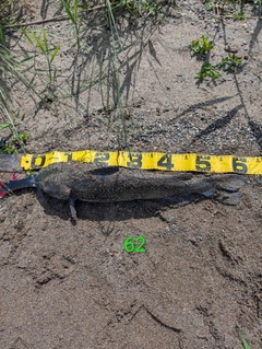 アメリカナマズの釣果