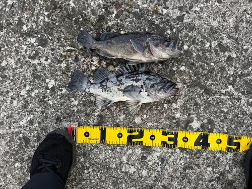 クロソイの釣果