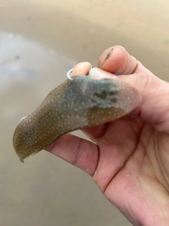 シタビラメの釣果