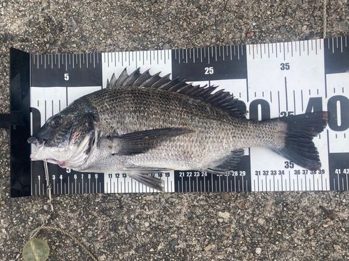 クロダイの釣果