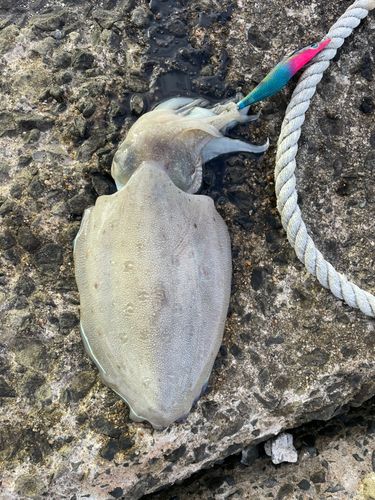 モンゴウイカの釣果