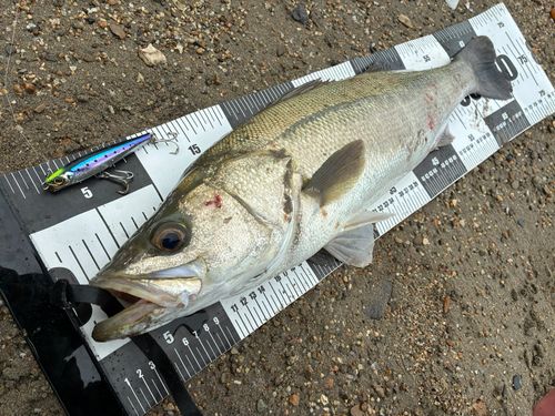 シーバスの釣果