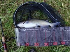 アメリカナマズの釣果