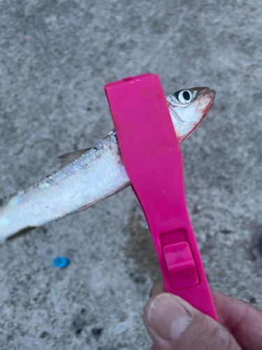 イワシの釣果
