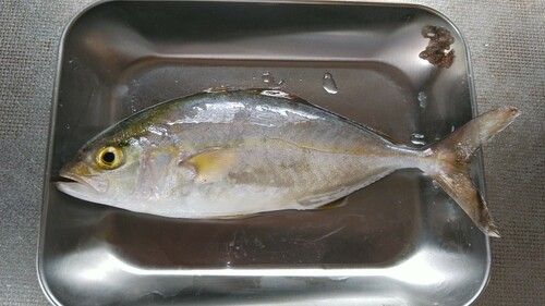 ショゴの釣果