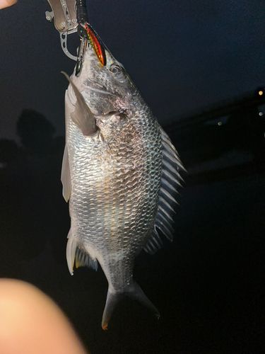 キビレの釣果
