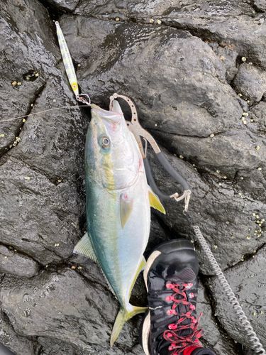 イナダの釣果