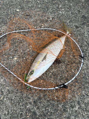 ワラサの釣果