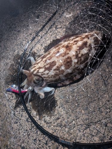 モンゴウイカの釣果