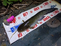 ナマズの釣果