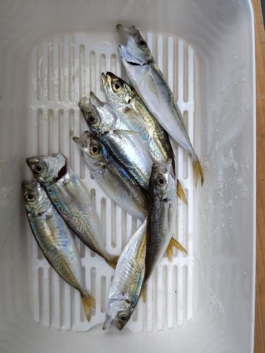 アジの釣果