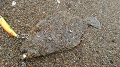 ソゲの釣果