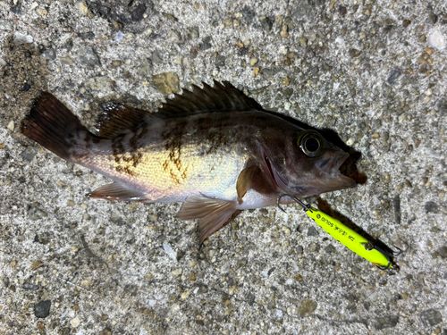 メバルの釣果